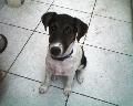 Doggy 4 hónapos